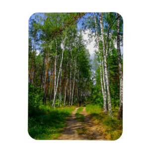 Nature Landscape Scenery Forest Birch Belarus Magnet