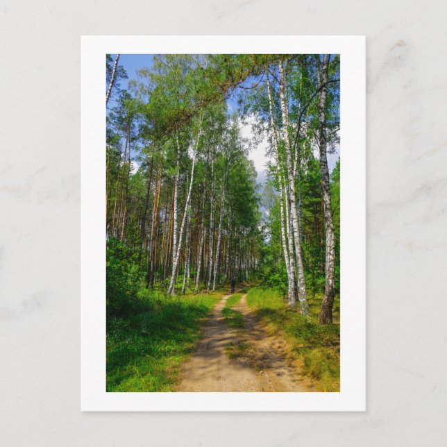 Nature Landscape Scenery Forest Birch Belarus Postcard (Front)
