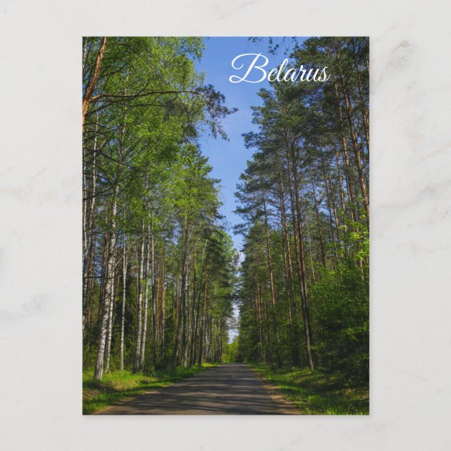 Nature Landscape Scenery Forest Birch Belarus Postcard (Front)