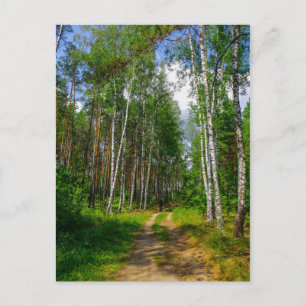 Nature Landscape Scenery Forest Birch Belarus Postcard