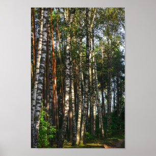 Nature Landscape Scenery Forest Birch Trees Poster