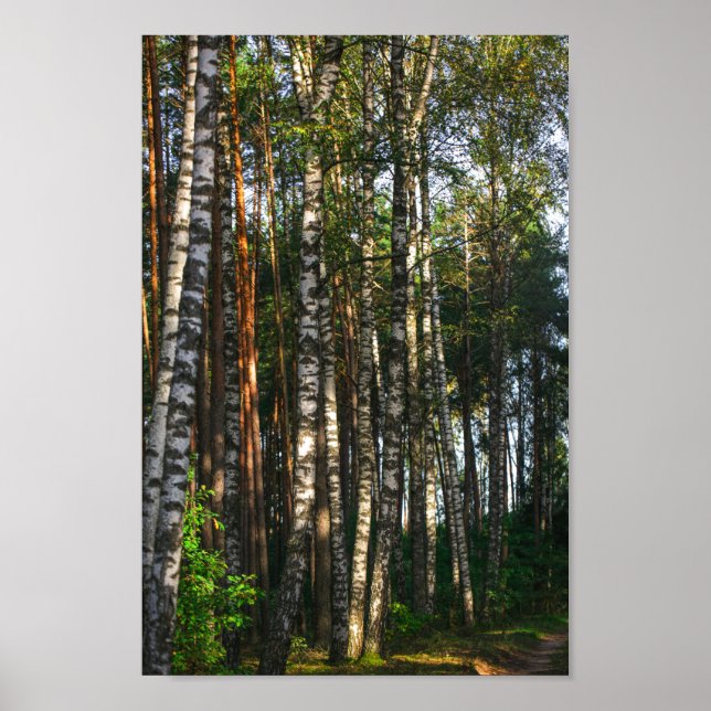 Nature Landscape Scenery Forest Birch Trees Poster (Front)