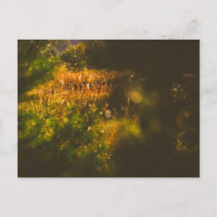 Nature Landscape Scenery Forest Spider Spiderweb Postcard