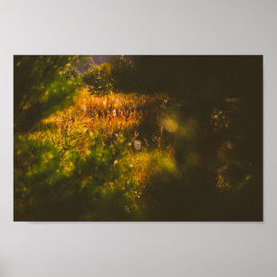 Nature Landscape Scenery Forest Spider Spiderweb  Poster