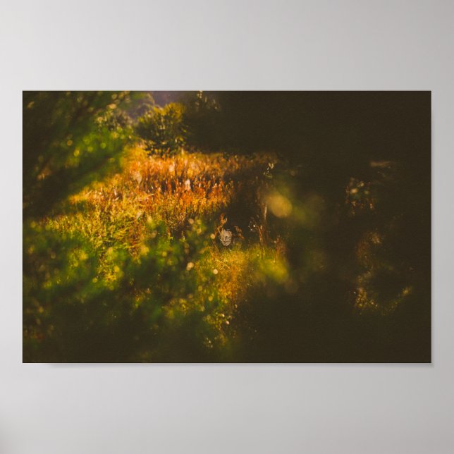 Nature Landscape Scenery Forest Spider Spiderweb  Poster (Front)