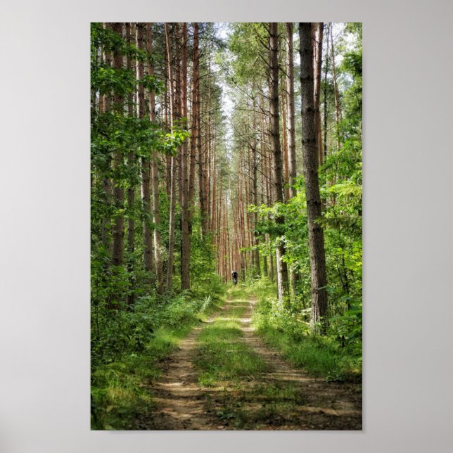 Nature Landscape Scenery Forest Trees Belarus Poster (Front)