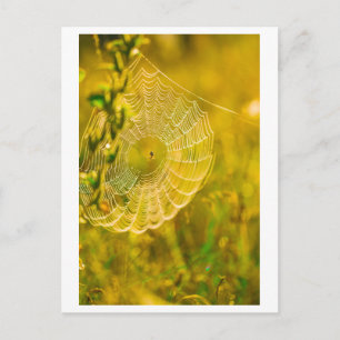 Nature Landscape Spider Spiderweb Postcard