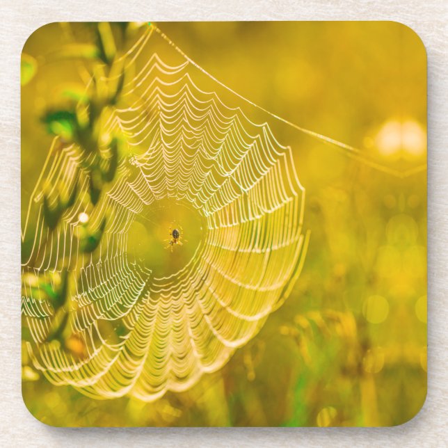 Nature Landscape Spider Spiderweb Sunlight  Coaster (Front)