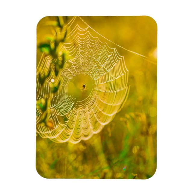 Nature Landscape Spider Spiderweb Sunlight   Magnet (Vertical)