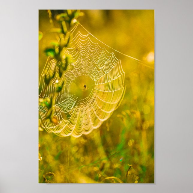 Nature Landscape Spider Spiderweb Sunlight Poster (Front)