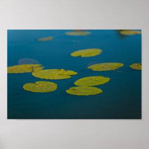 Nature Landscape Water Lily Leaves Pond River Poster