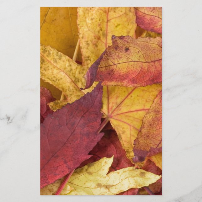 Nature Leaves Autumn Fall Tree Leaf Colourful Art Stationery (Front)
