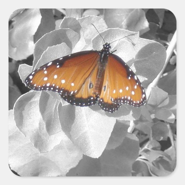 Nature Orange Monarch Butterfly Photo Black White Square Sticker (Front)