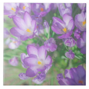 Nature Pale Purple Pastel Crocus Flowers Floral Tile