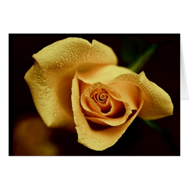 Nature Photography (Front Horizontal)