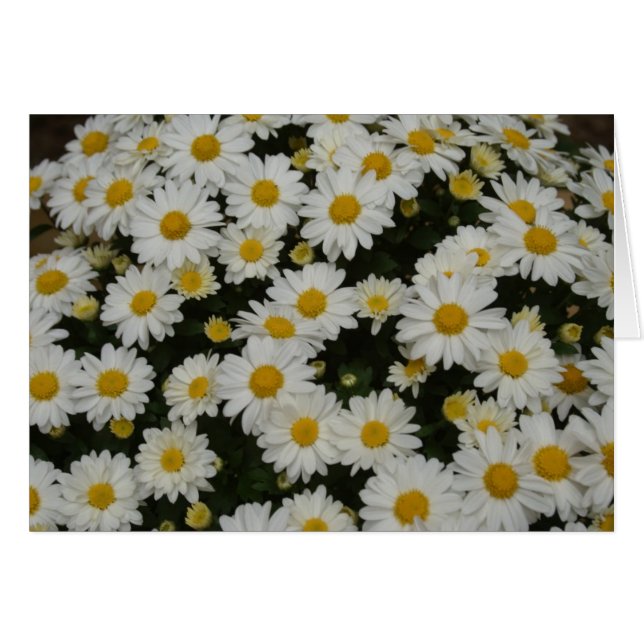 Nature Photography (Front Horizontal)