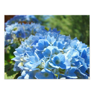 Nature Photography Blue Hydrangea Floral Office Photo Print