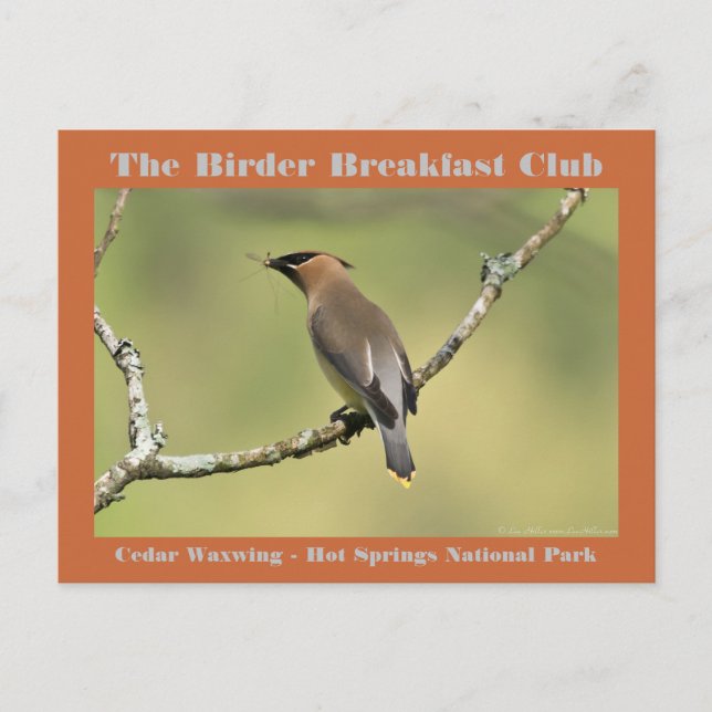 Nature Photography Cedar Waxwing Birder Postcard (Front)