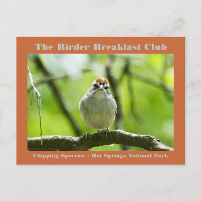 Nature Photography Chipping Sparrow Birder Card (Front)
