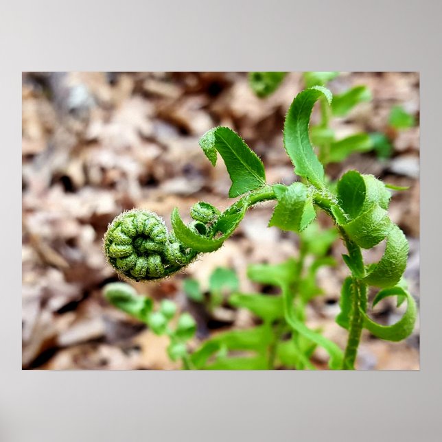 Nature Photography, FIddlehead Fern in Springtime Poster (Front)