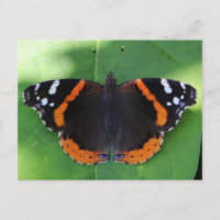 Nature Photography for Garden and Insect Lovers