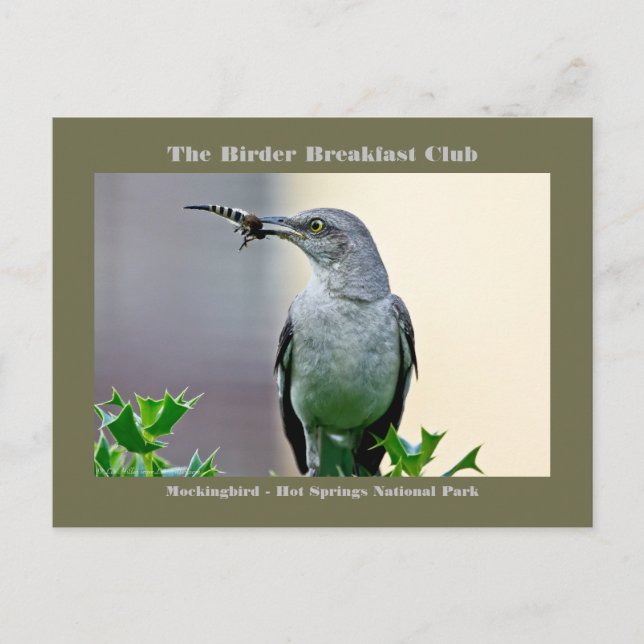 Nature Photography Mockingbird Birder Card (Front)