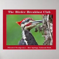 Nature Photography Pileated Woodpecker Birder