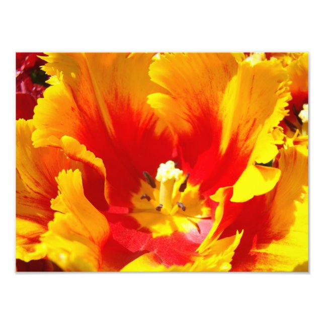 Nature Photography Red Yellow Fine Art Print (Front)