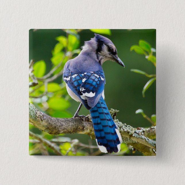 Nature Photography Shy Blue Jay Apparel Gifts 15 Cm Square Badge (Front)