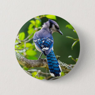 Nature Photography Shy Blue Jay Apparel Gifts 6 Cm Round Badge