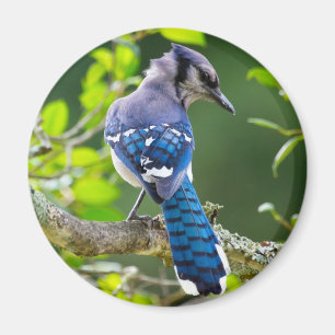 Nature Photography Shy Blue Jay Apparel Gifts Magnet