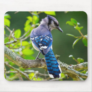 Nature Photography Shy Blue Jay Apparel Gifts Mouse Pad