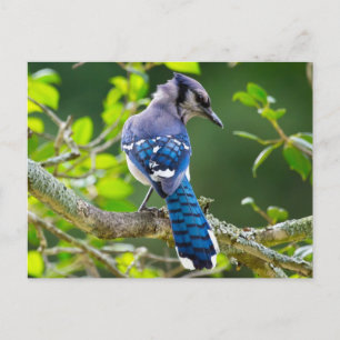 Nature Photography Shy Blue Jay Apparel Gifts Postcard