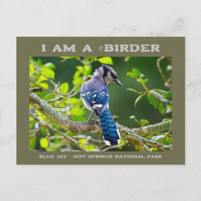 Nature Photography Shy Blue Jay Birder Card (Front)