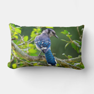 Nature Photography Shy Blue Jay Lumbar Pillow