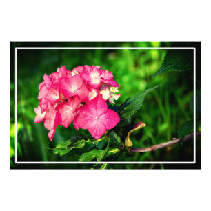 Nature Pink Hydrangea Flower-34694 Photo Print