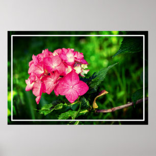 Nature Pink Hydrangea Flower-34694 Poster