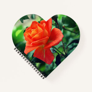 Nature Pink Rose Flower-46458 Notebook