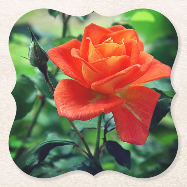 Nature Pink Rose Flower-46458 Paper Coaster (Front)