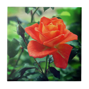 Nature Pink Rose Flower-46458 Tile