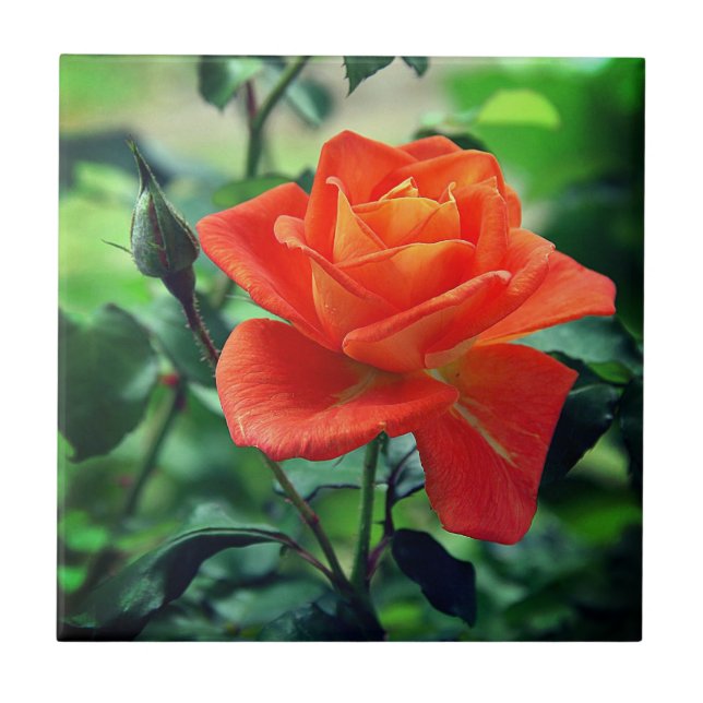 Nature Pink Rose Flower-46458 Tile (Front)