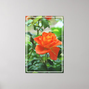 Nature Pink Rose Flower  Canvas Print