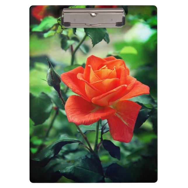 Nature Pink Rose Flower  Clipboard (Front)