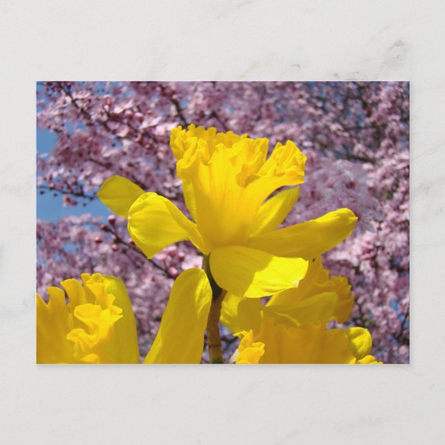 Nature Postcard Floral Spring Daffodil Flowers (Front)
