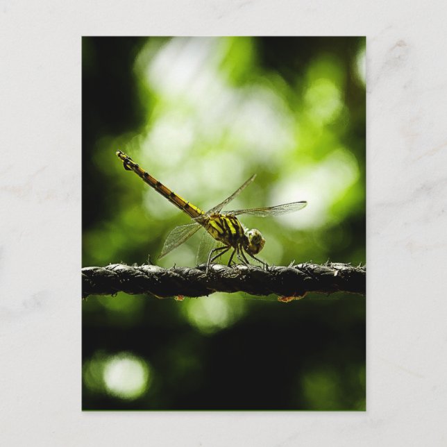 Nature -  postcards (Front)