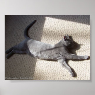 Nature Poster Sleeping Russian Blue