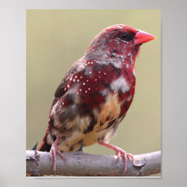 Nature Red Finch Bird Poster (Front)