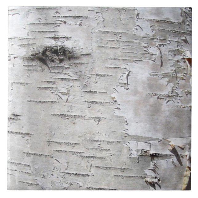 nature rustic country white birch tree bark tile (Front)