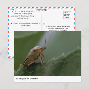 Nature’s Marvel: Leafhopper on Greenery Postcard