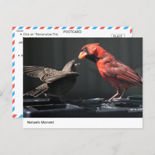 Nature’s Moment: Cardinal and Sparrow Interaction Postcard